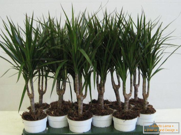 Dracaena marginata, which is still called fringed. 