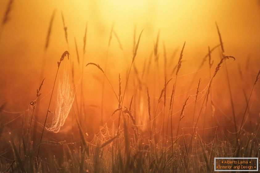 Kilian Schoenberger - the meadow at dawn