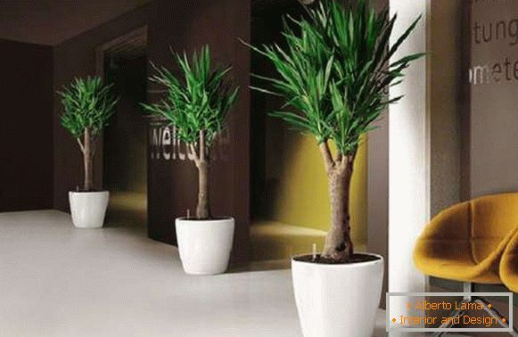 indoor plants in the interior of the apartment, photo 2