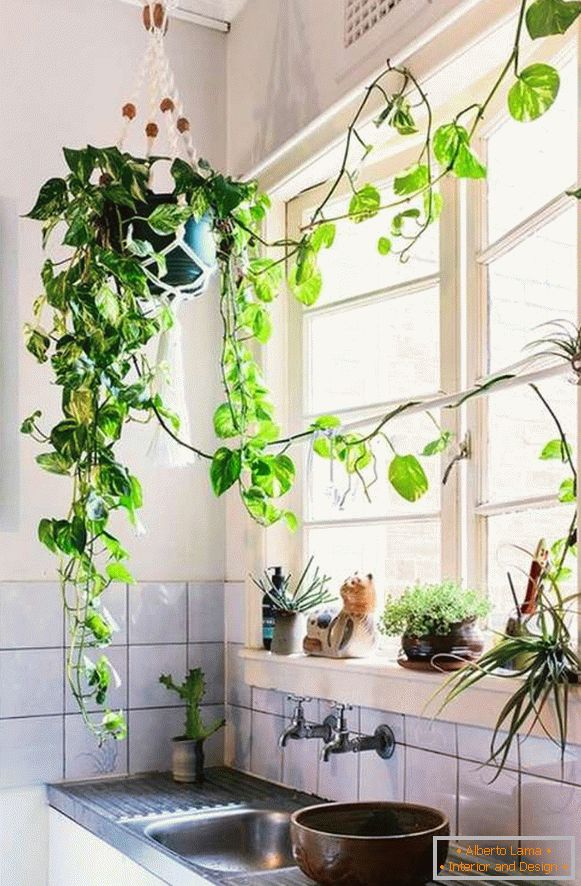 plants in the interior of the kitchen, photo 38