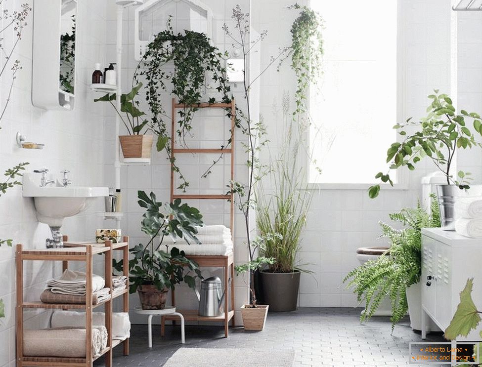 Plants in the bathroom