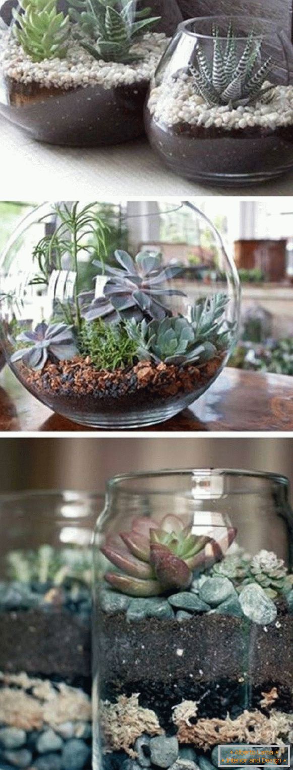 Potted plants in transparent pots