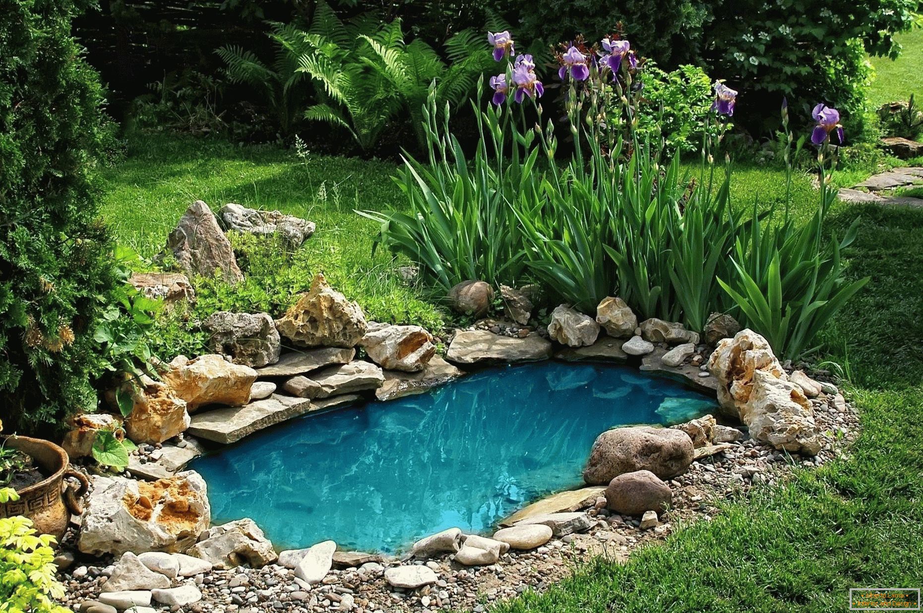 The pond with iris