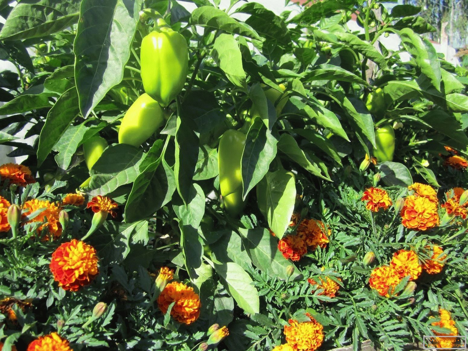 Marigolds protect plants from pests