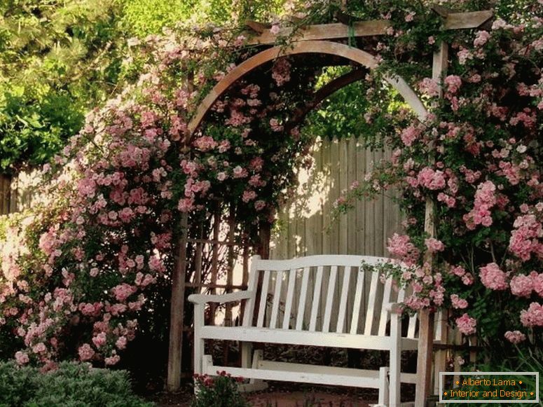 Climbing roses over an arch
