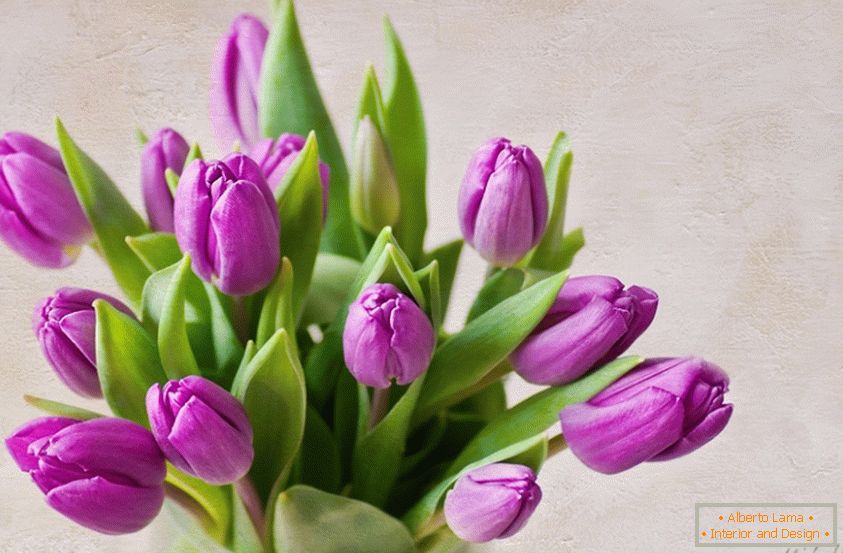 Bouquet of lilac tulips