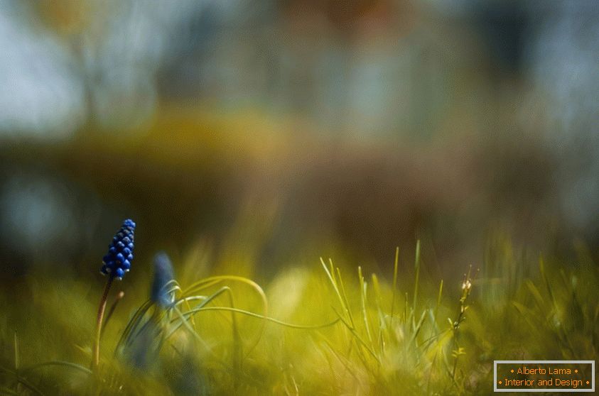 Macro photography of nature