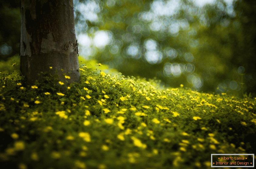 Flowers in the forest, Brooke Pennington