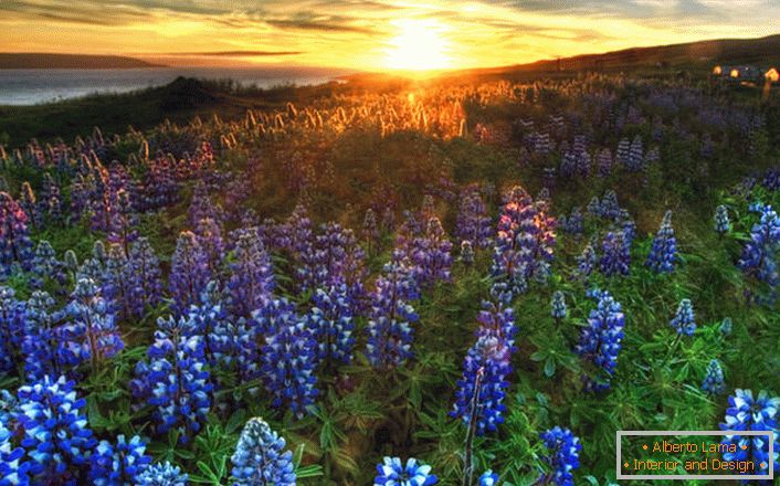 Wild lupine in the field