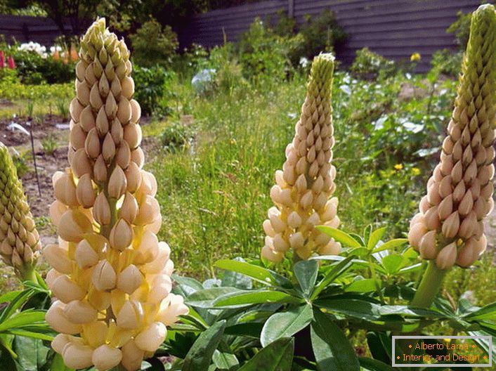 Beige inflorescences of lupine