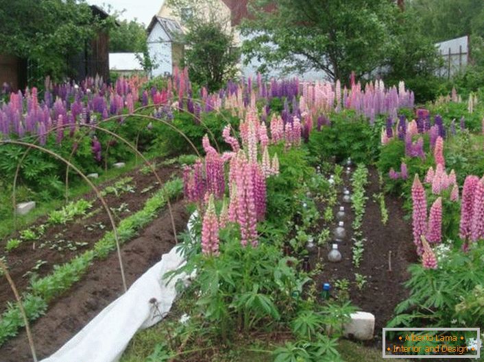 Lupine decorates the villa site