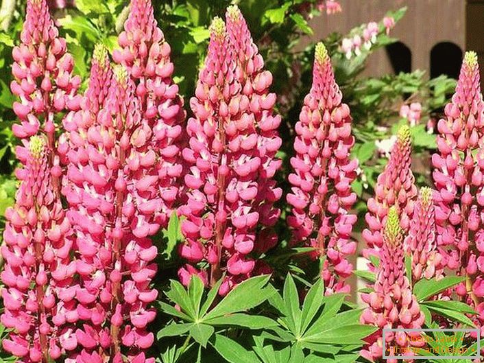 Bright lupine in the garden