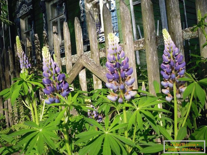 Correctly groomed lupine in the courtyard of a country house. 