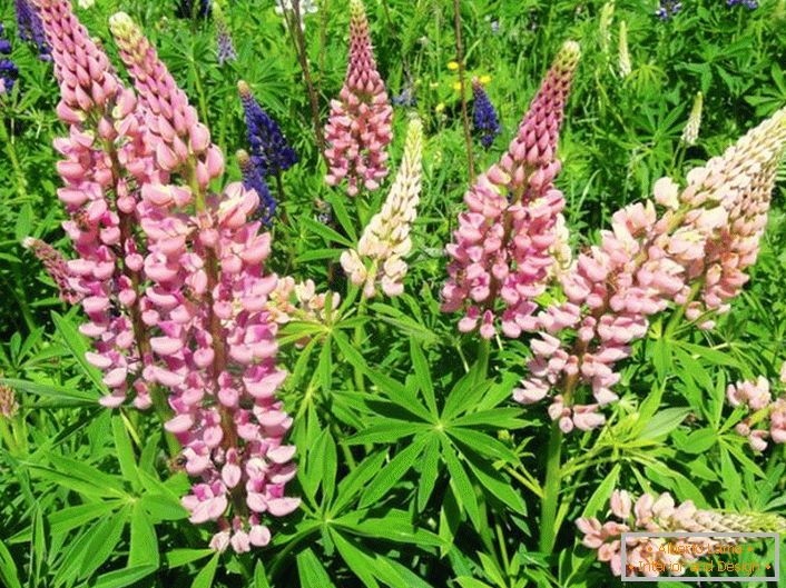 Gently pink lupine in the field