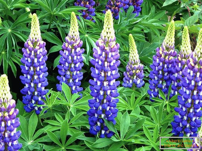 Lupine decorative in landscape design