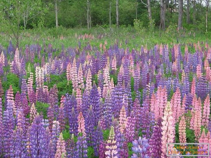 Wildly Growing Lupine