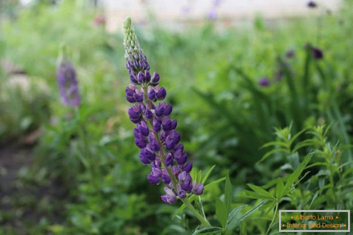 The loose lupine in the courtyard of the house