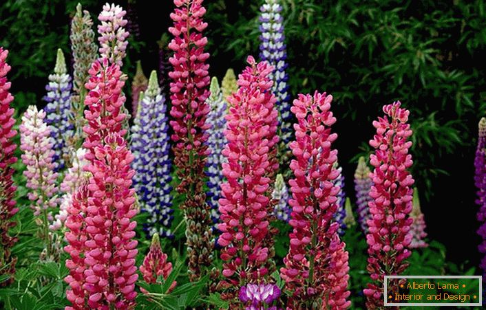 In one landscape composition, the inflorescences of lupine of different colors are organically combined. 