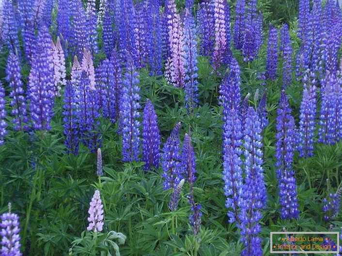 Wild blue lupine