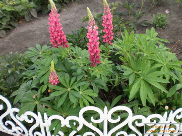 Lupine flower beds in the garden