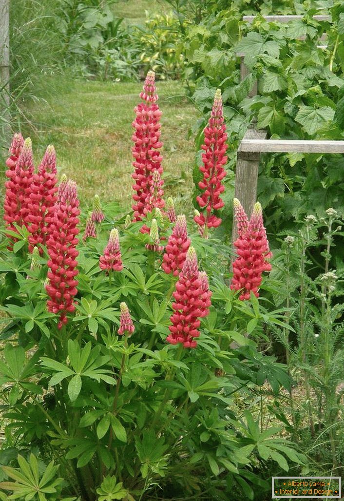 Lupine in the yard