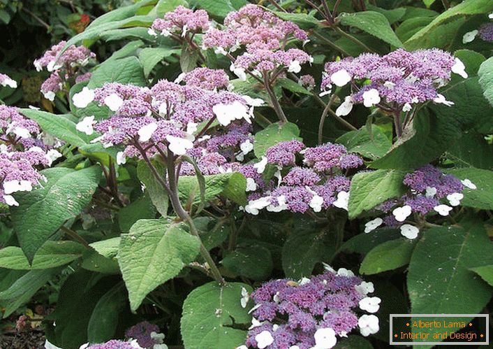 Hortensia rough - ornamentation of collections of domestic gardeners.