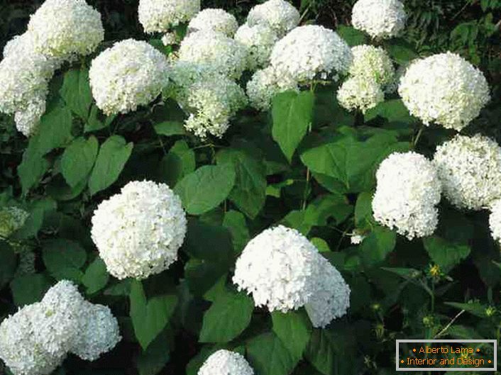 The contrast of white and green looks profitable in any dacha section. 