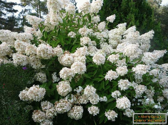 Hortensia paniculate - a tall, lush shrub for your infield.