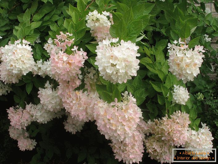 The pale pink buds of hydrangeas are planted just above the house.