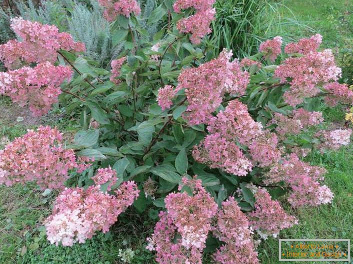 Violet inflorescences of hydrangea paniculate.