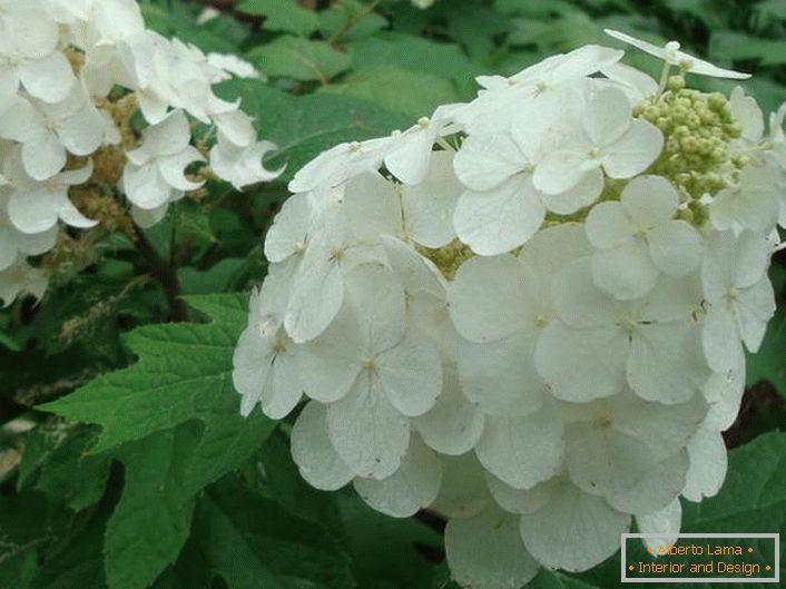 Snow-white hydrangea flowers are oaky. 