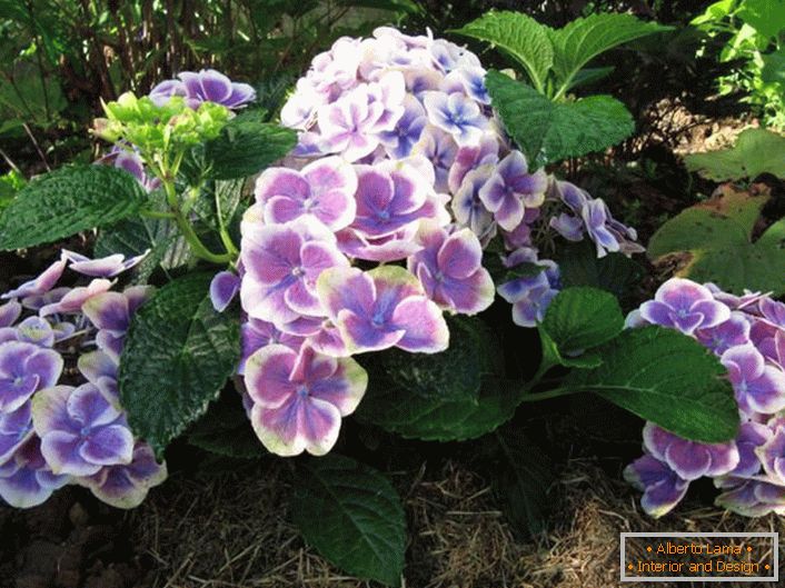 Large flowers of oaky hydrangeas. The white edging looks gently and gracefully. 