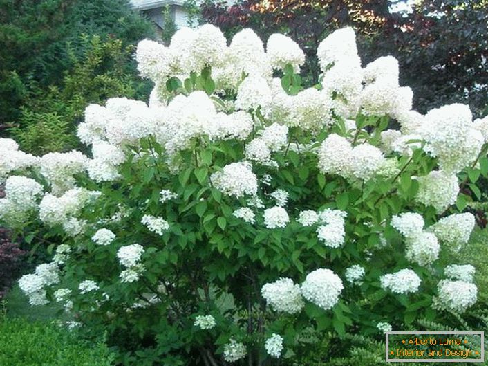 The lush hydrangea bush perfectly fits into the landscape design.