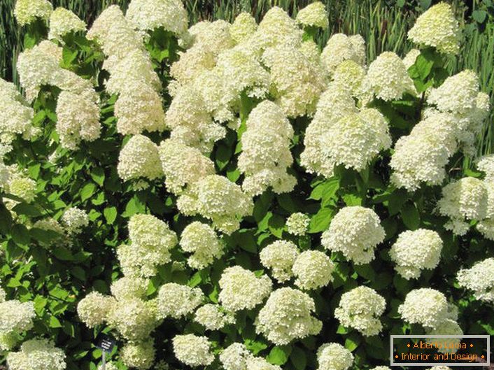 An example of a well-groomed hydrangea shrub.