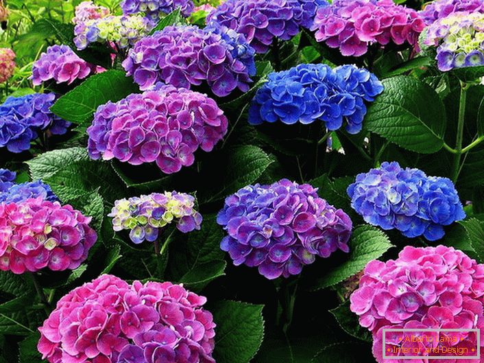 Multicolored inflorescence of hydrangeas. Blue, pink, purple flowers harmoniously intertwine with each other.