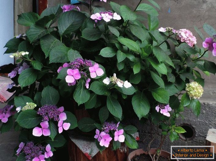 Hydrangea serrate in a pot near the house. The serrate hydrangea resembles a hydrangea rough.