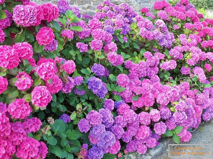 With the help of hydrangeas, the landscape designer decorated the site near the house.