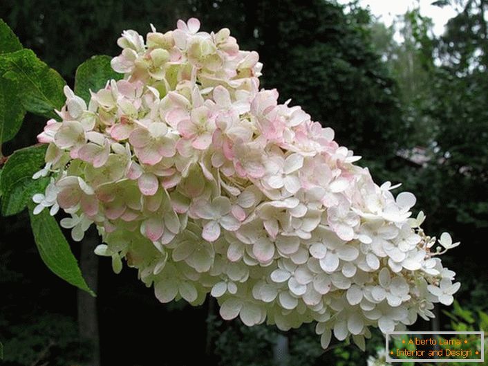 The conical inflorescence of the hydrangea of ​​the Bretschneiter.