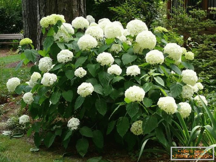 The hydrangea tree bush with a large white inflorescence of classical form is an excellent decoration for the threshold of the house.
