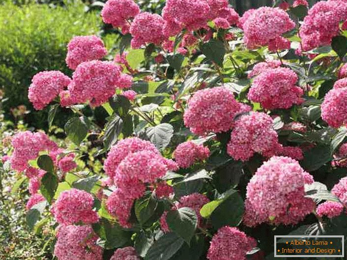 Bright inflorescences of a hydrangea of ​​a tree-like bright pink color.