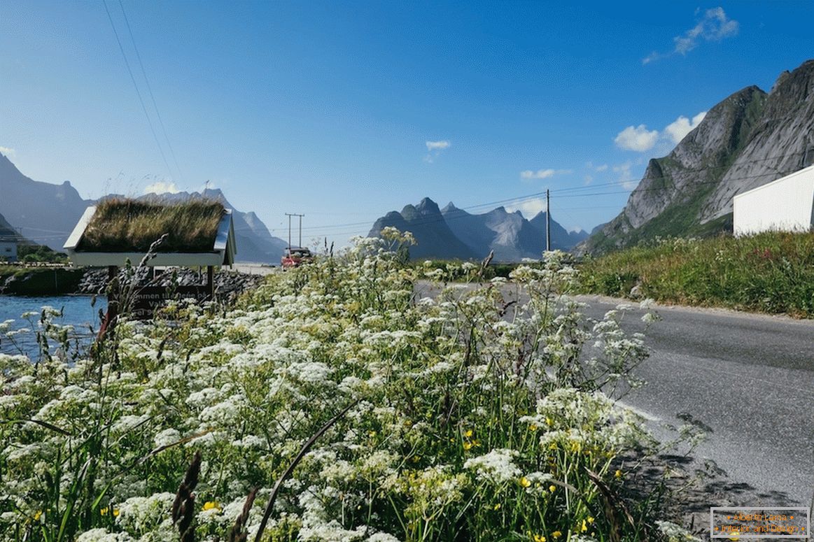 Beautiful flower fields in Norway