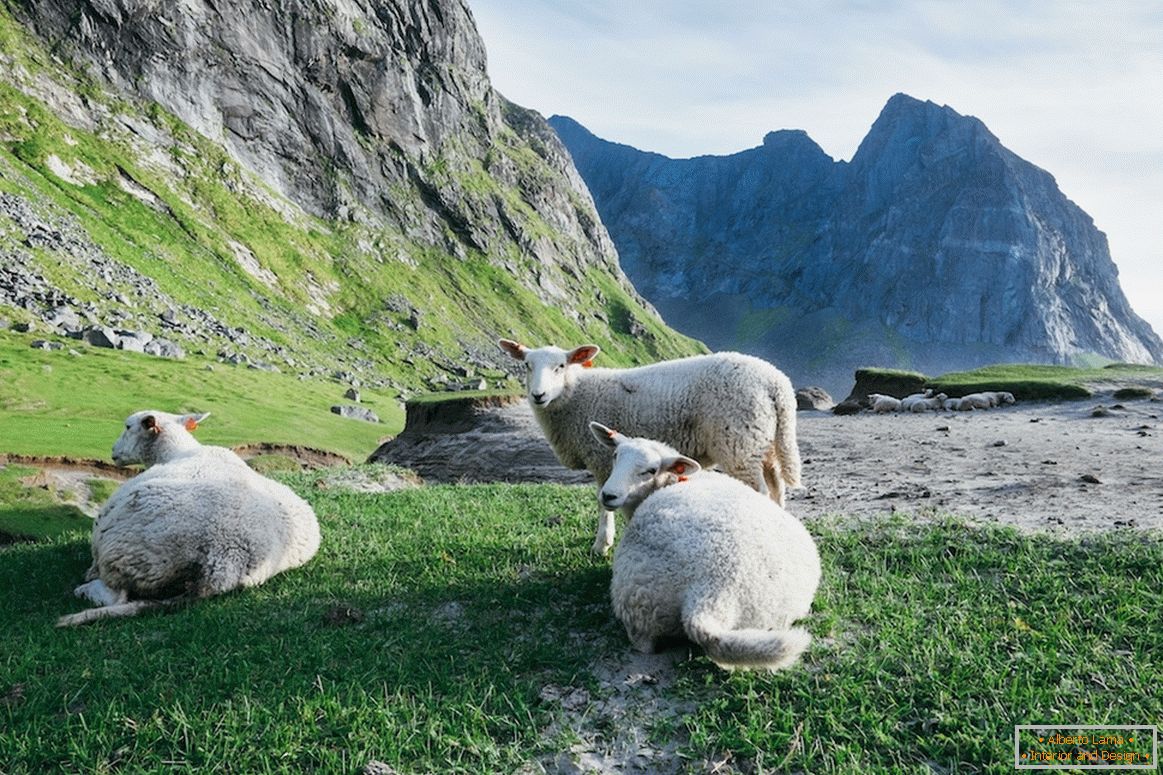 Herd of sheep in the mountains of Norway