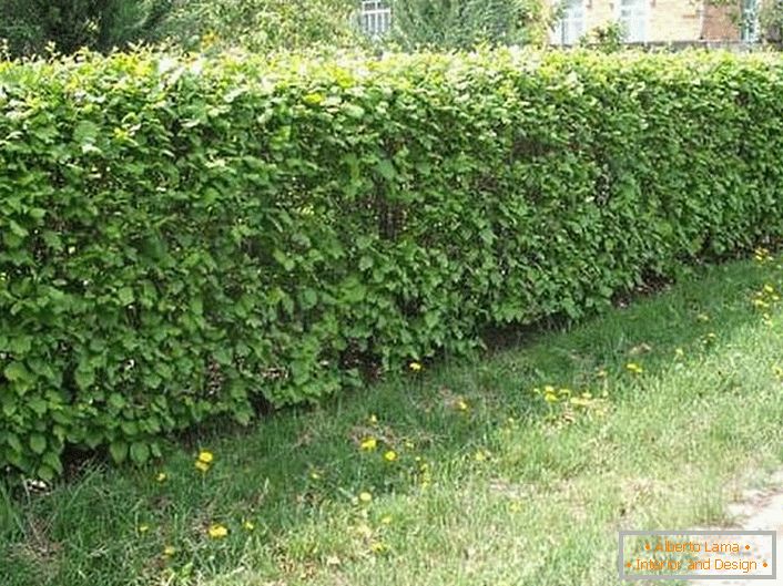 To create a natural hedge, the spiree bushes (tavolga), kuril tea (cattail), barberry, and dogrose are used.