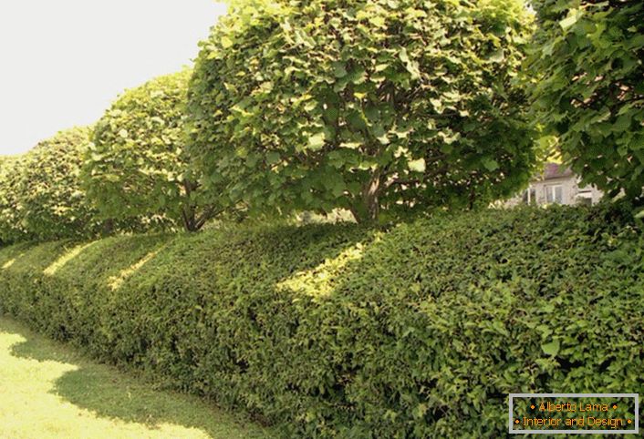 Live walls, hedges, curbs will delight not only aesthetically, but ecologically positively perceived in the territory of gardens and parks.