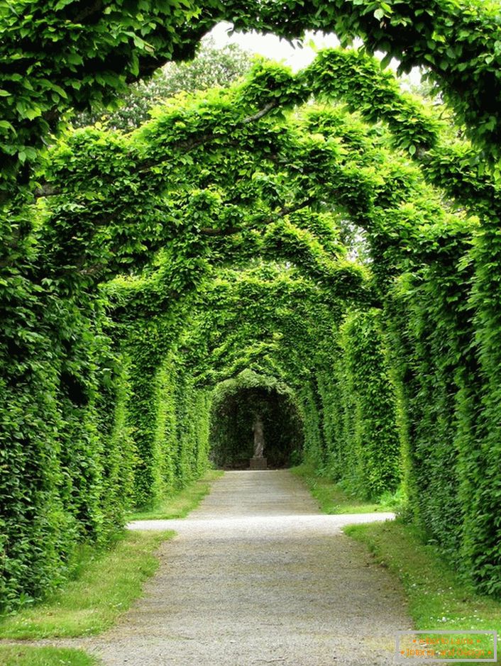 Three-hundred-year-old living arch from boxwood residence of the Ross clan - Birr Castle, Ireland. This is something that can not be bought for money.