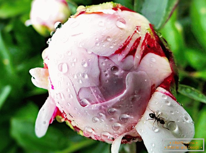 Harmony of peonies in an unusually delicate color range of flowering buds and glossy green leaves.