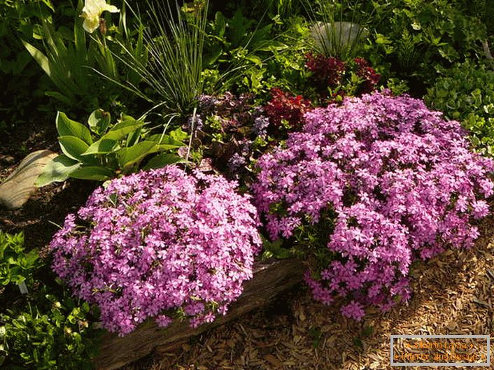 The unpretentious islets of carpet phlox saturate the garden areas from the beginning of summer to August.