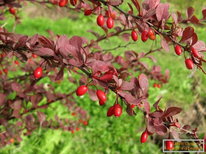Decoration of the autumn garden plot is a bright barberry bush.
