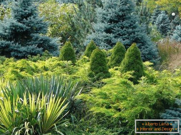 Needles in the design of the garden plot in the photo