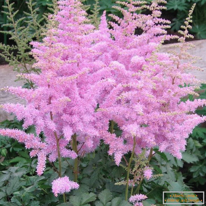 Light-violet inflorescences of astilba will become an original ornament of any front garden.